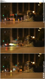 趴在街边的小狗