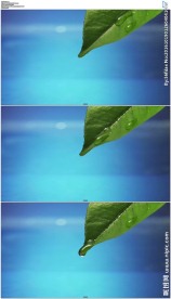 树叶水滴滴落激起波纹