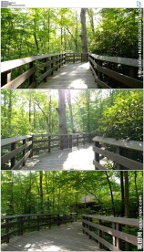 走在宁静的森林小道上