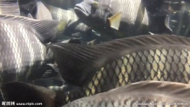 微距镜头下的鱼