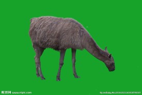 羊驼-抠像