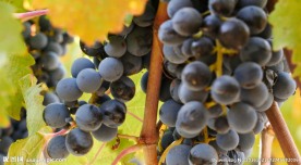 阳光照射在葡萄上