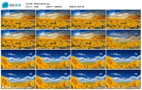唯美向日葵太阳花舞台演出背景视