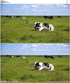 奶牛卧在草原上