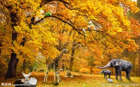 秋色动物风景背景墙