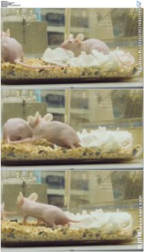 实验室两只小白鼠