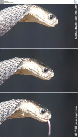 眼镜蛇吐舌头高清实拍