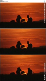 落日夕阳下斑马摇尾巴剪影