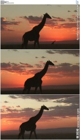 夕阳下的长颈鹿剪影