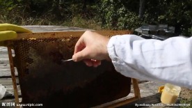 蜂蜜生产的视频