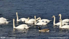 湖面上的天鹅群