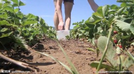 美女在草莓采摘园摘草莓
