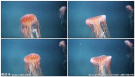 海洋水母游动