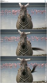 湖边斑马火烈鸟