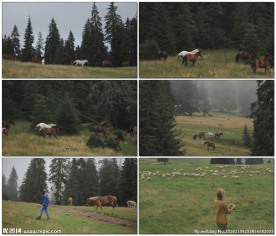 马场农场马奔跑