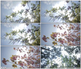 阳光枝叶小昆虫