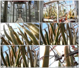 仙人掌温室培育