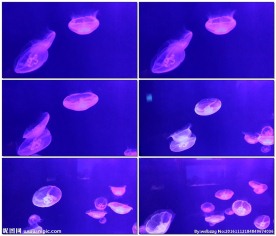 水族馆中的水母