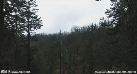 海螺沟原始森林