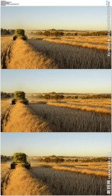 农业机械化收割成熟的小麦