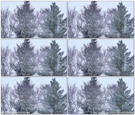 实拍冬天的雪的视频