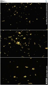 树叶飘落视频素材带通道