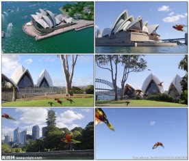 悉尼歌剧院鹦鹉飞翔