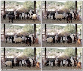 养殖场笼子里的羊