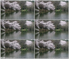 樱花和湖