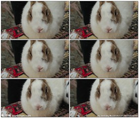 兔子的特写视频