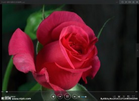 花LED 动态 背景素材