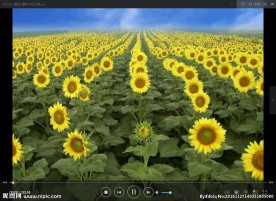 向日葵LED 动态 背景素材
