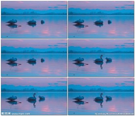 湖边的三只天鹅