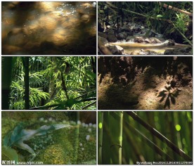 翠绿优美竹林景色