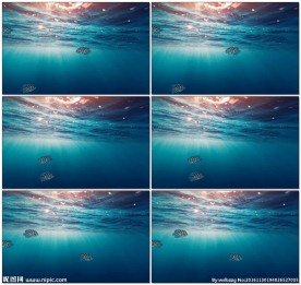 海底光线鱼儿游动动态背景