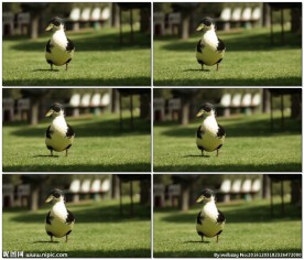 鸭子站在草地上