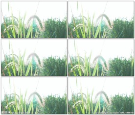 阳光照射狗尾巴草