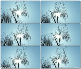 阳光照射芦苇花