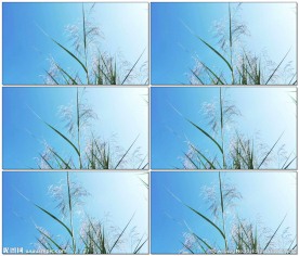 蓝天下的芦苇花簇