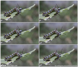 毛毛虫吃树叶的视频