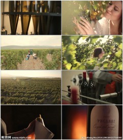 葡萄庄园红酒生产基地