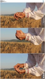 农民检查小麦生长情况