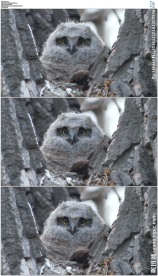 树枝上的猫头鹰