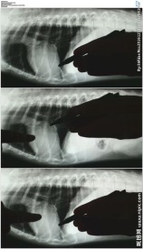 X光下的宠物骨骼心脏