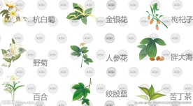 手绘植物中药材