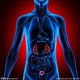 3d演示人体肾脏