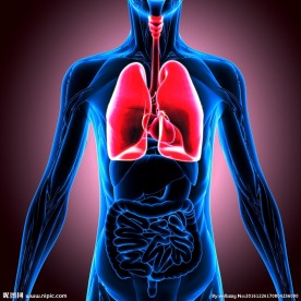 3d演示人体肺部