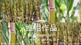 甘蔗实拍