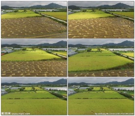 航拍现代化农场景观4k高清素材