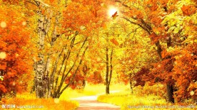 秋叶飘落树叶金秋天枫叶唯美背景